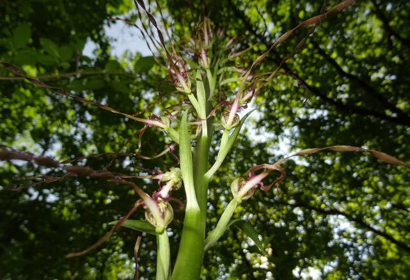 Himantoglossum adriaticum - Rovereto (TN)